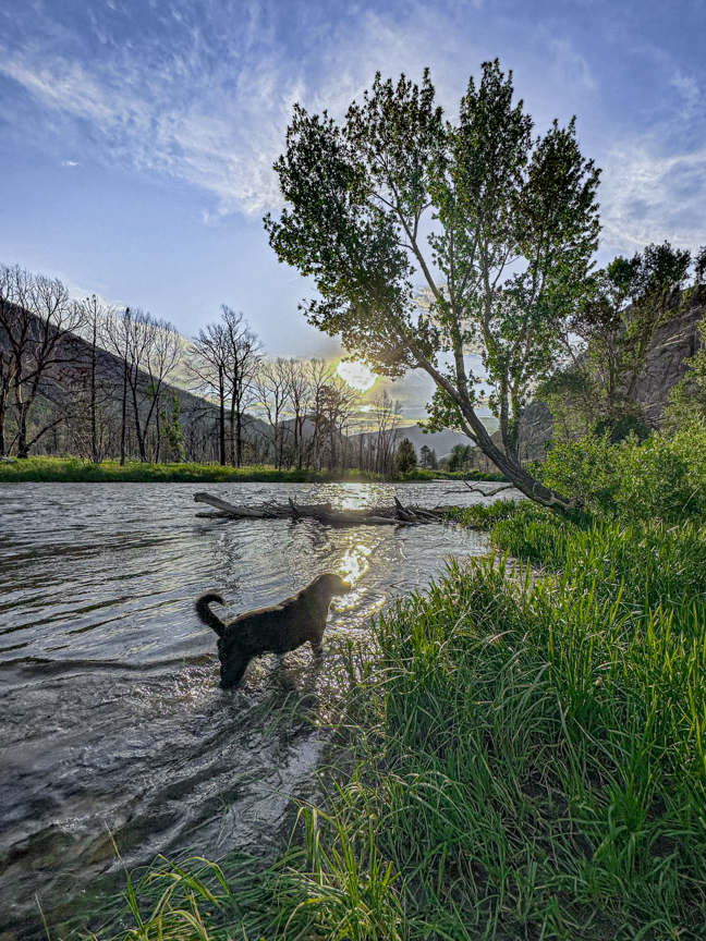 Buster walking from a Colorado river toward the grassy bank as the setting sun shines through a tree