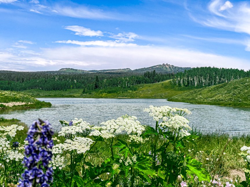 White and purple wildflowers blooming beside a peaceful Colorado mountain lake surrounded by green hills