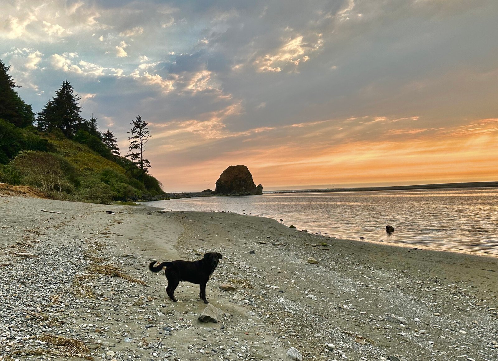 Buster standing on a quiet California beach beneath an orange sunset with a large sea stack in the distance