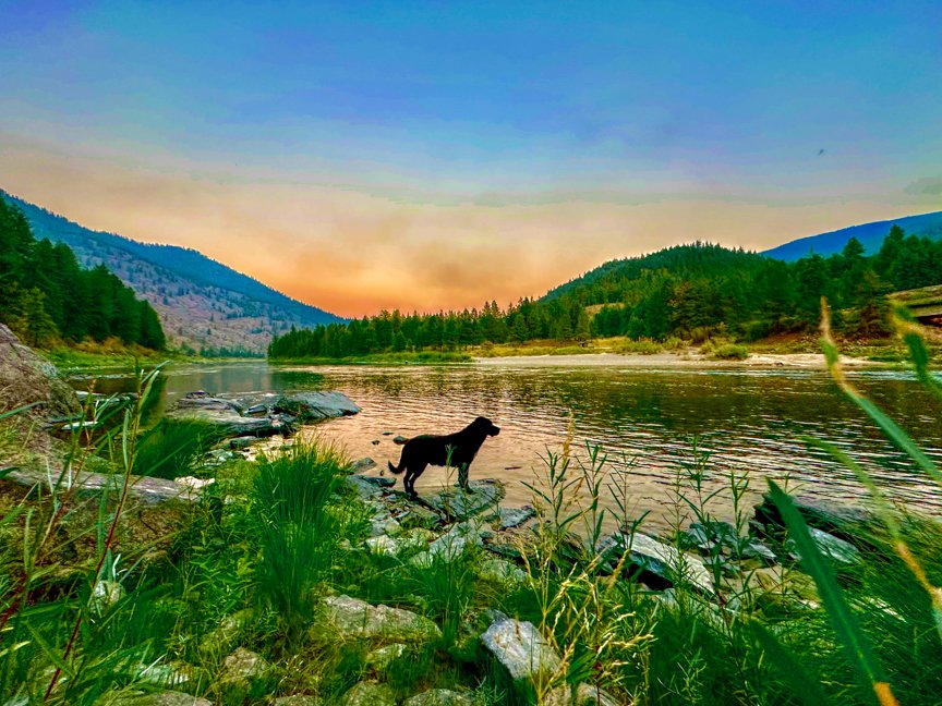 Buster walking along a rocky Oregon riverbank surrounded by grasses and forested hills