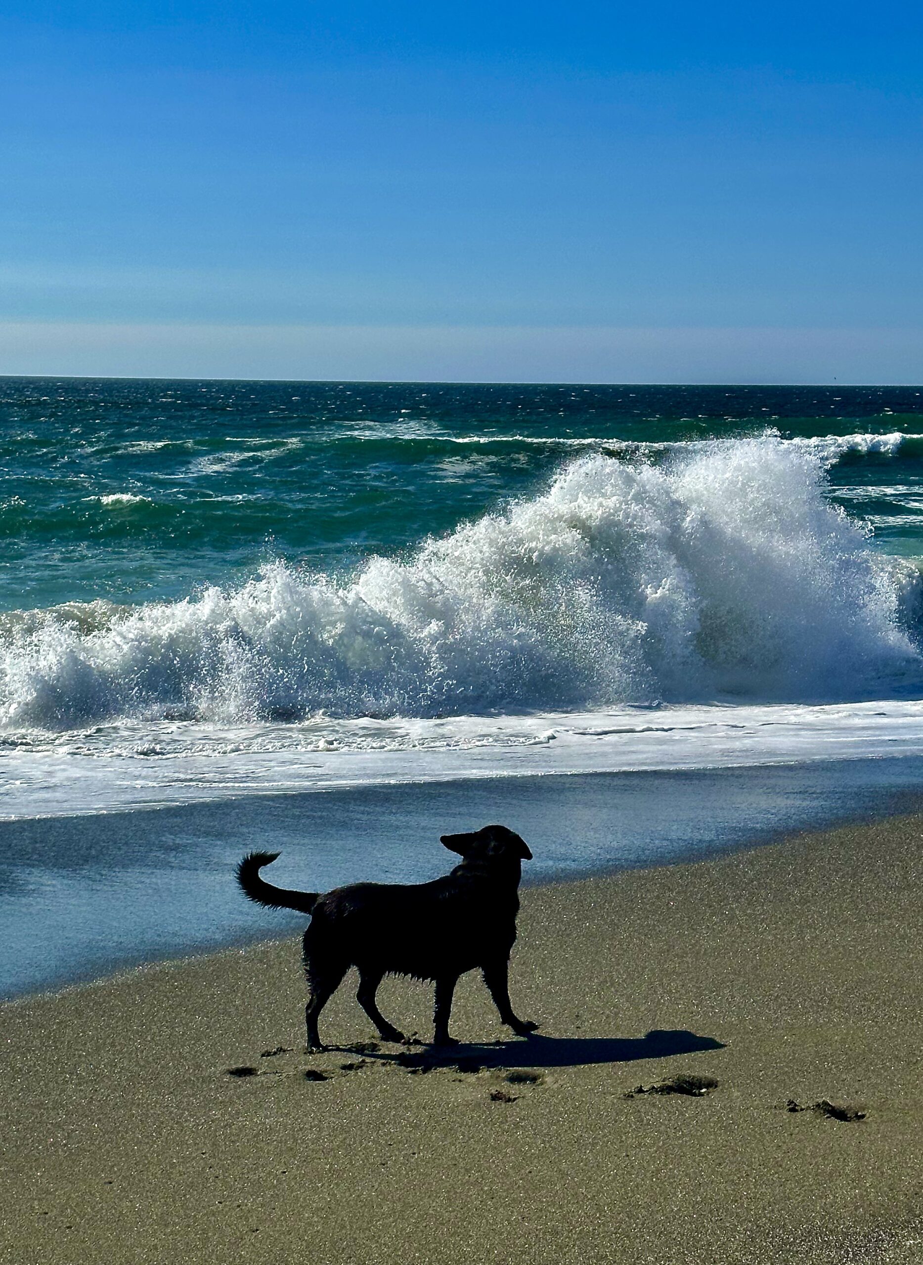 Buster walking along a dark sandy beach as a large Pacific Ocean wave crashes behind him near Klamath, California