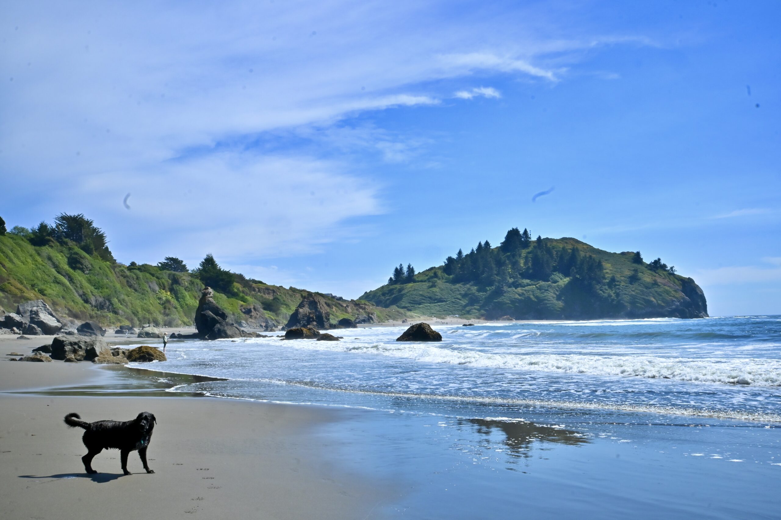 Buster standing on a sandy beach with ocean waves, sea stacks and green coastal cliffs near Klamath, California