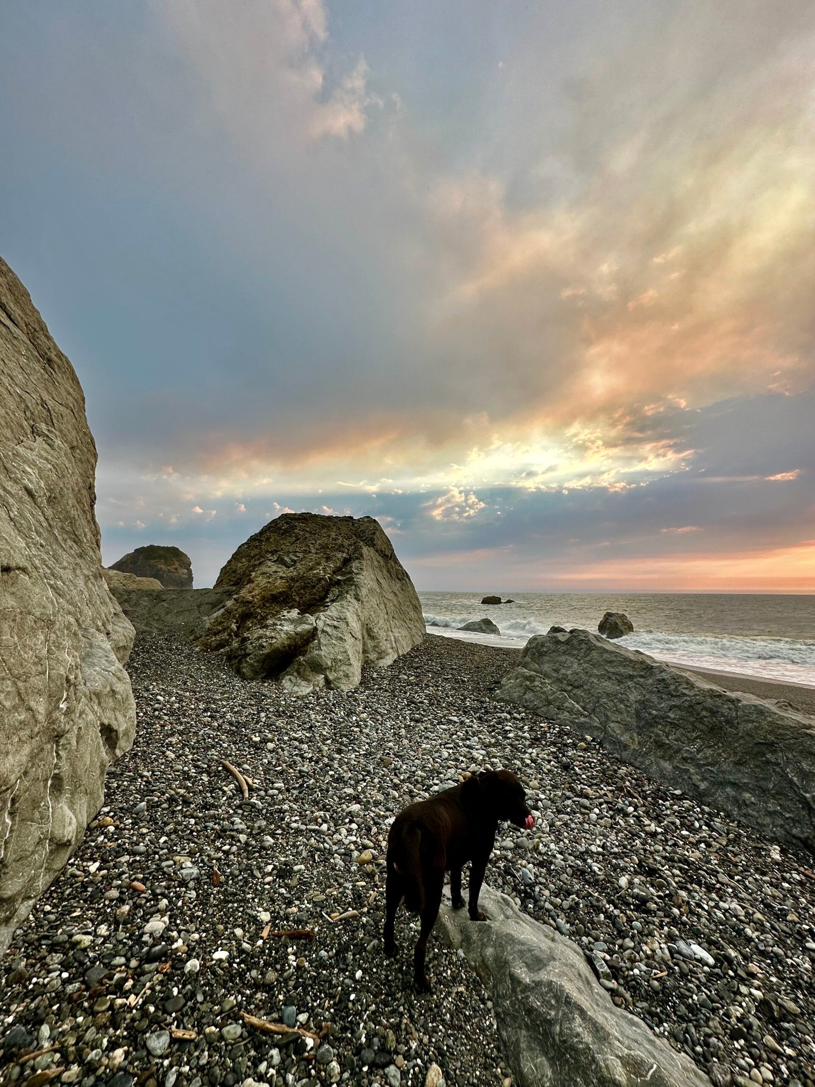 Buster standing among large rocks on a pebbled beach beneath glowing sunset clouds near Klamath, California