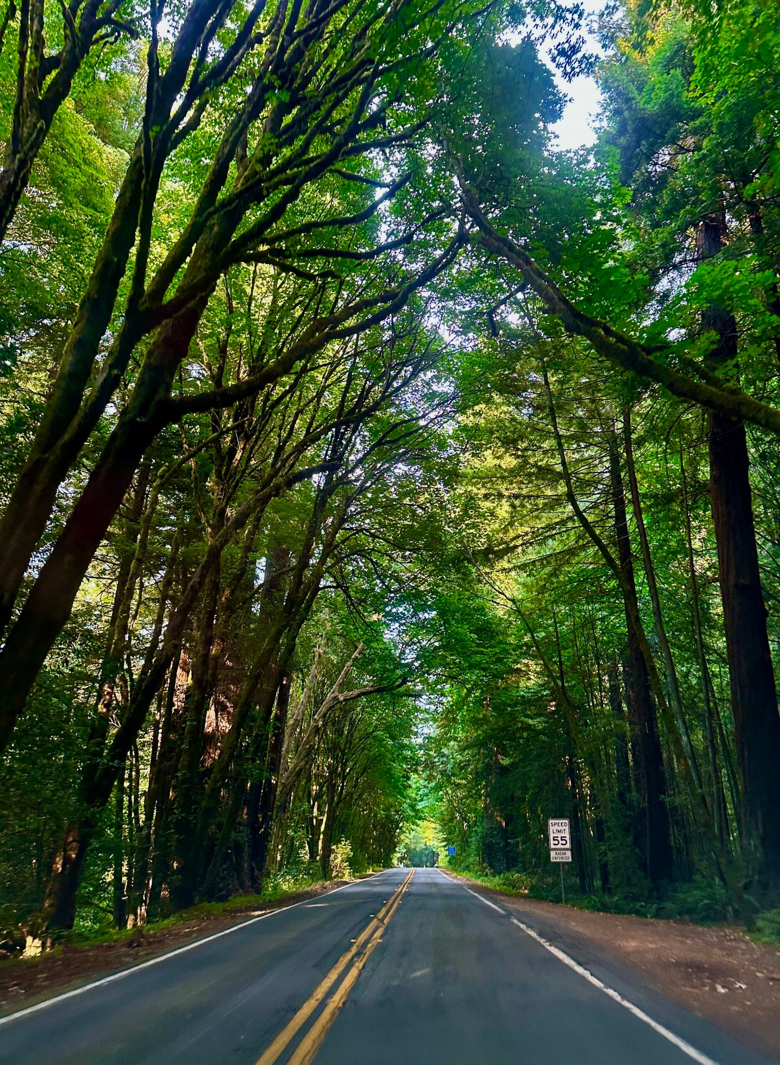 Two-lane road passing beneath a leafy forest canopy near Klamath on California’s Redwood Coast